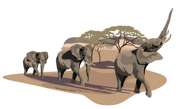 Elefanten in der Savanne — Stockvektor