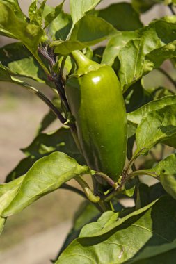 Growing green peppers