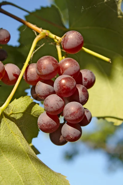 Cluster de uvas rosa — Fotografia de Stock