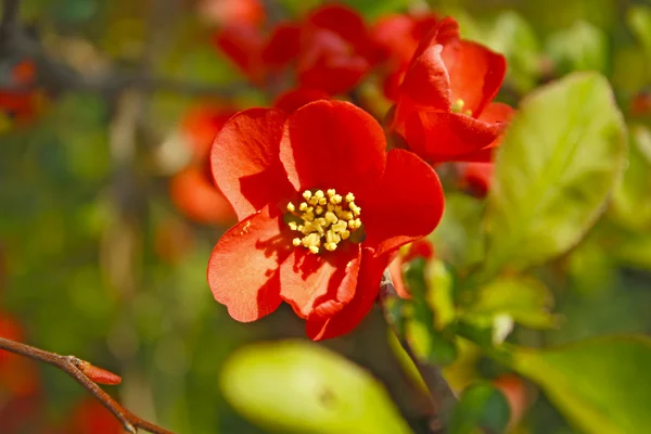 Red spring flowers — Stock Photo, Image