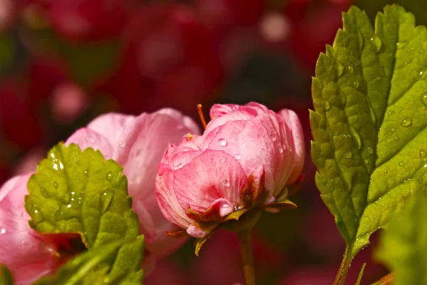 Růžový srovnaly japonská třešeň — Stock fotografie