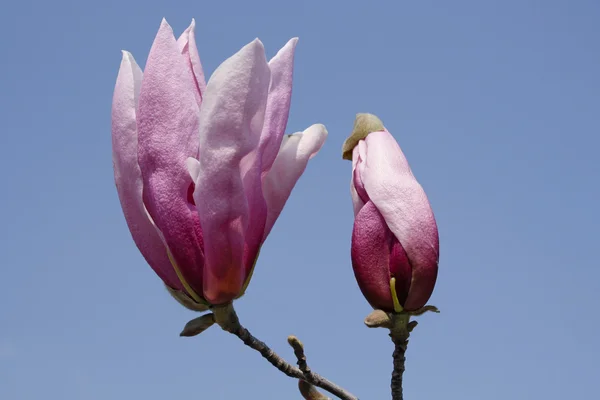 Magnolia flowers flowering in early spring — Stock Photo, Image