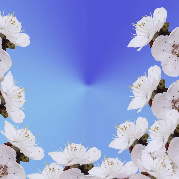 Flores un albaricoque sobre un fondo azul original —  Fotos de Stock