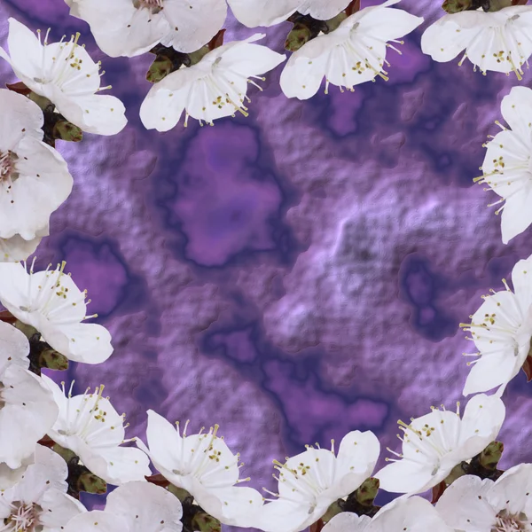 Flores un albaricoque sobre un fondo violeta abstracto original —  Fotos de Stock