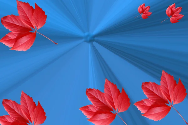 红色叶抽象时尚蓝色背景 — 图库照片