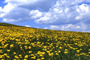 dandelions alanıyla