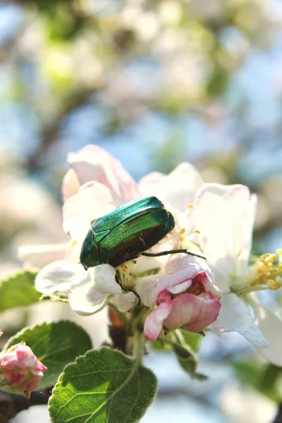 Bug op een bloem — Stockfoto