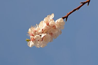 Printemps