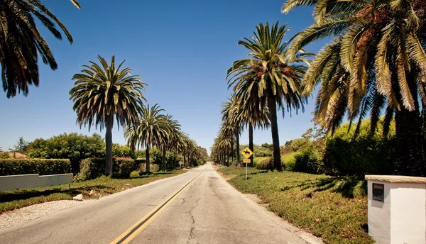 Rows of palm trees along road — Stock Photo, Image