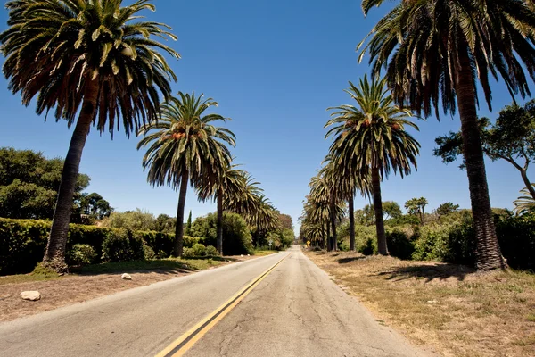 Rows of palm trees along road — Stock Photo, Image