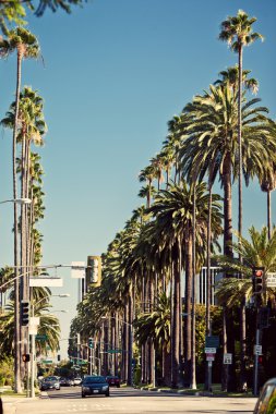 beverly hills sokaklarında Palm