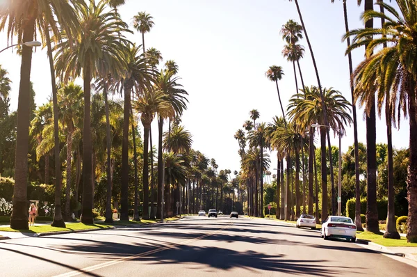 Beverly hills sokaklarında Palm — Stok fotoğraf