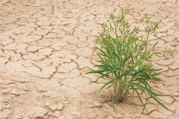 Plant on the background of cracked earth — Stock Photo, Image