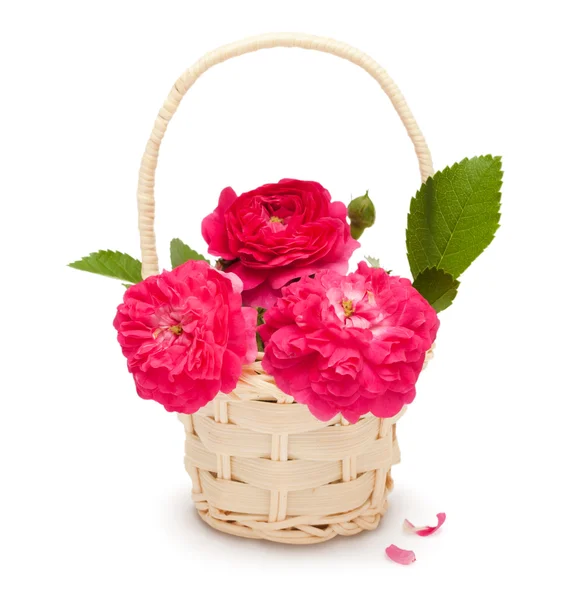 Pink roses in a basket — Stock Photo, Image