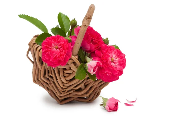 Basket with beautiful flowers — Stock Photo, Image
