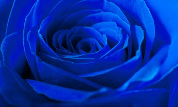 Schöne blaue Rose — Stockfoto