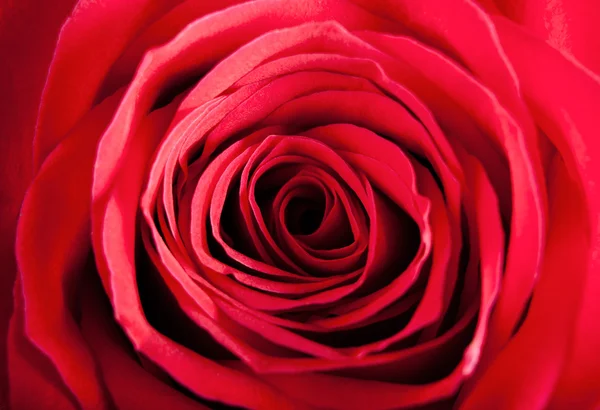 Szép piros rózsa — Stock Fotó