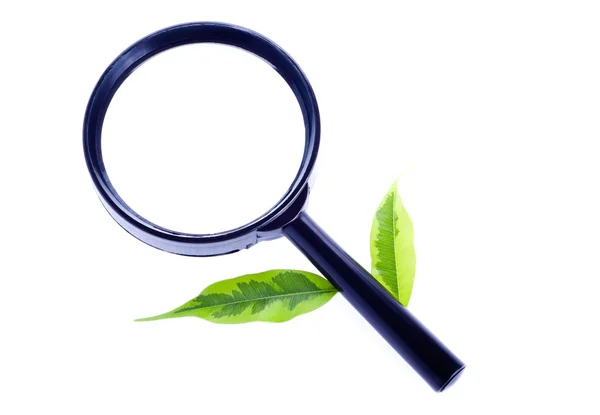 stock image Magnifier with green leaves