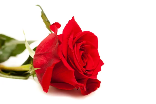 ดอกกุหลาบสีแดงสวยงาม — ภาพถ่ายสต็อก
