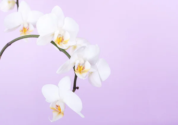 stock image White orchid on the purple background.