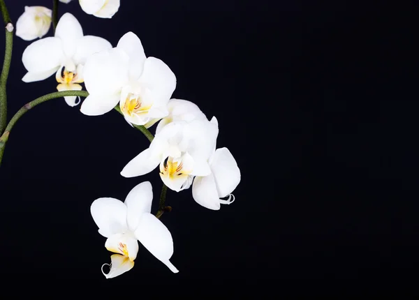 stock image White orchid on the black background.