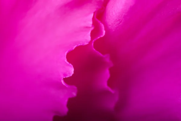 Closeup pink flower petals — Stock Photo, Image