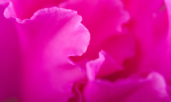 stock image Closeup pink flower petals