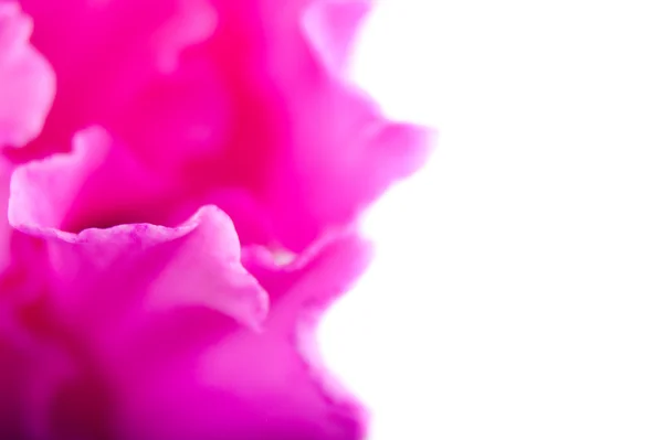 Płatki różowy kwiat zbliżenie — Zdjęcie stockowe