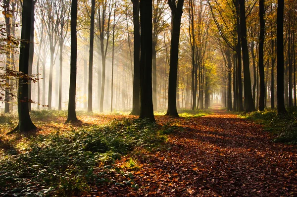 Forest light — Stock Photo, Image