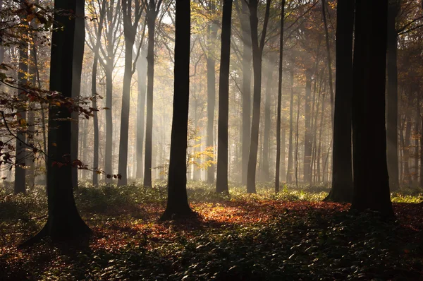 Forest light — Stock Photo, Image
