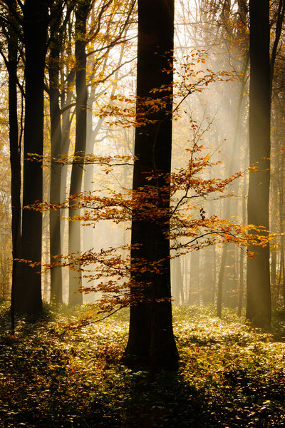 Autumn in Brakelbos, a forest in Flanders