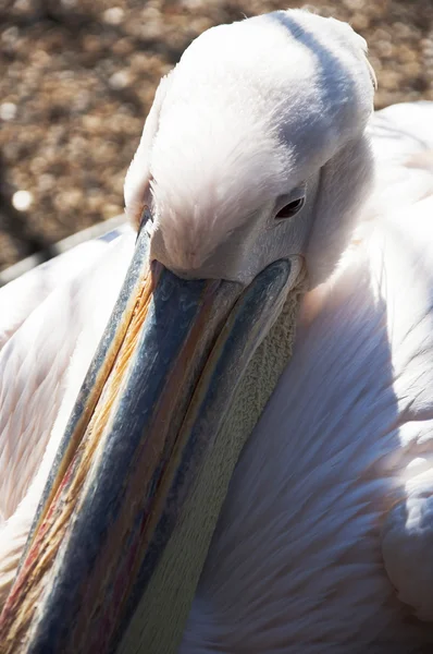 Pelikan ile — Stok fotoğraf