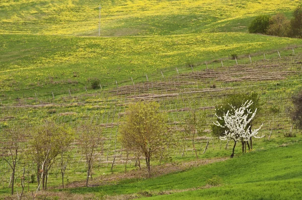 stock image Chianti