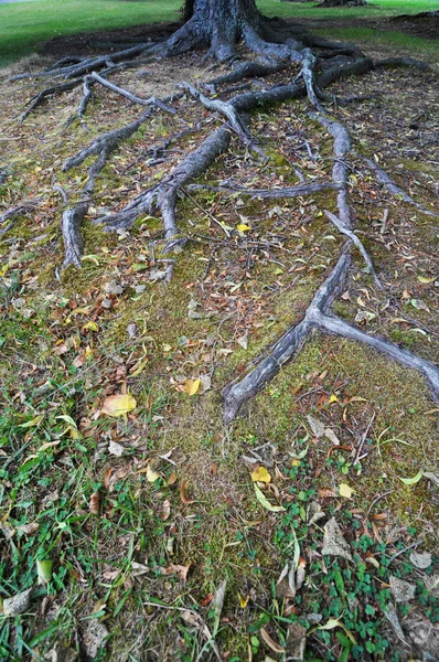 Kořeny stromů — Stock fotografie
