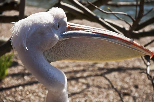 Withe pelican — Stock Photo, Image