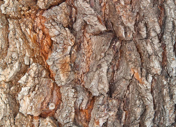 树皮的树状结构 — 图库照片