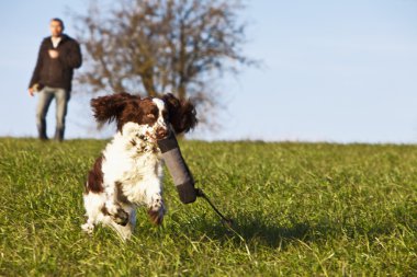 Dogtraining with English Springer Spaniel clipart