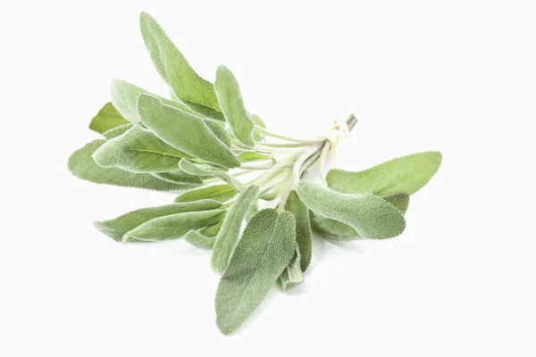 Salvia da cucina (salvia officinalis ) — Foto Stock