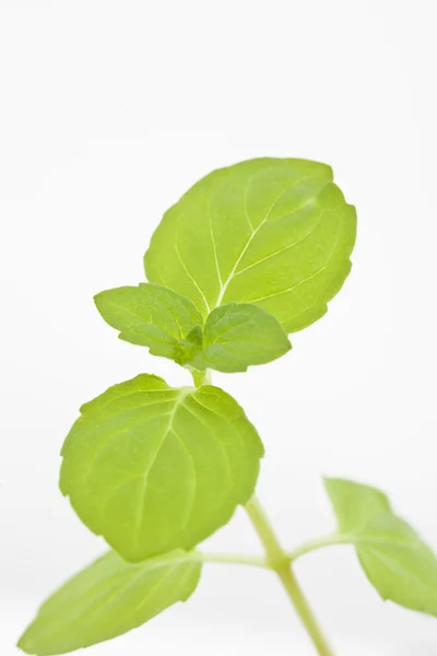 Mint (mentha) — Stock Photo, Image