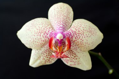 Sarı orkide phalaenopsis kara günü