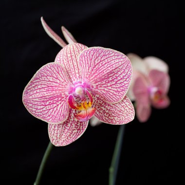 pembe orkide phalaenopsis kara günü