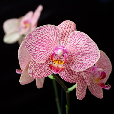 pembe orkide phalaenopsis kara günü