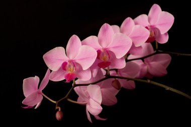 pembe orkide phalaenopsis kara günü