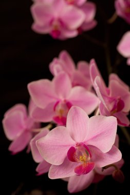 pembe orkide phalaenopsis kara günü