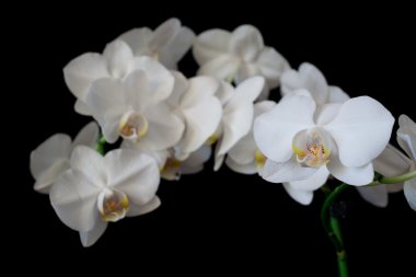 beyaz orkide phalaenopsis kara günü