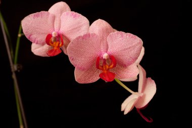 pembe orkide phalaenopsis kara günü