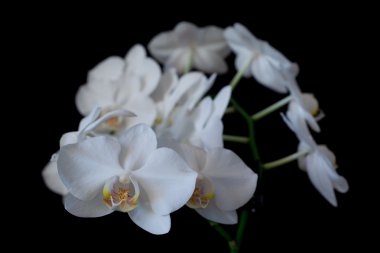 beyaz orkide phalaenopsis kara günü