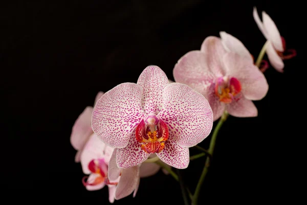 Różowy storczyk phalaenopsis w ciemności — Zdjęcie stockowe