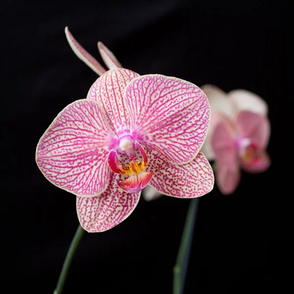 Pink orchid phalaenopsis on dark — Stock Photo, Image