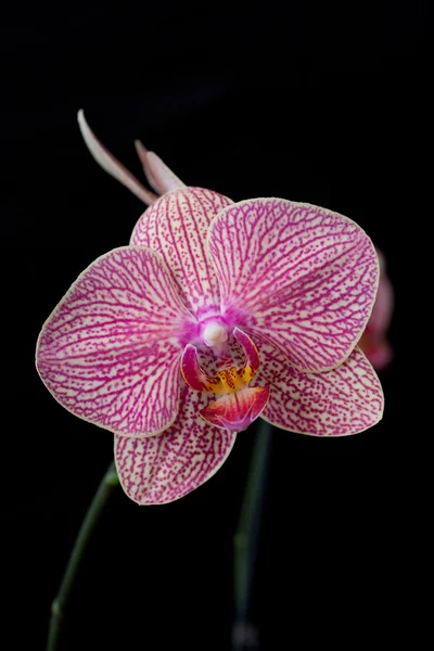 Růžová orchidej phalaenopsis na tmavé — Stock fotografie